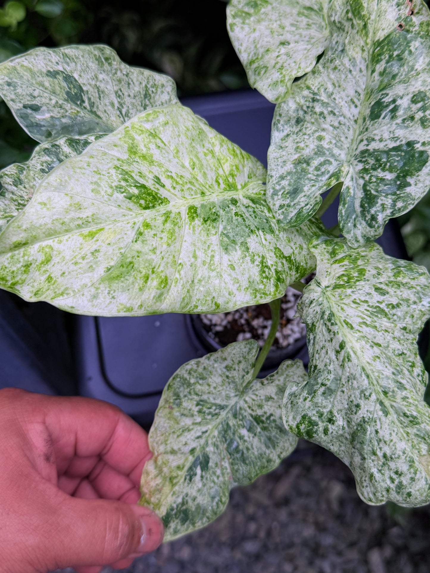 Assorted box of 12 Truffles